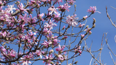 Sternmagnolien
