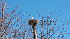 Storch Ittendorf 2021 (2)