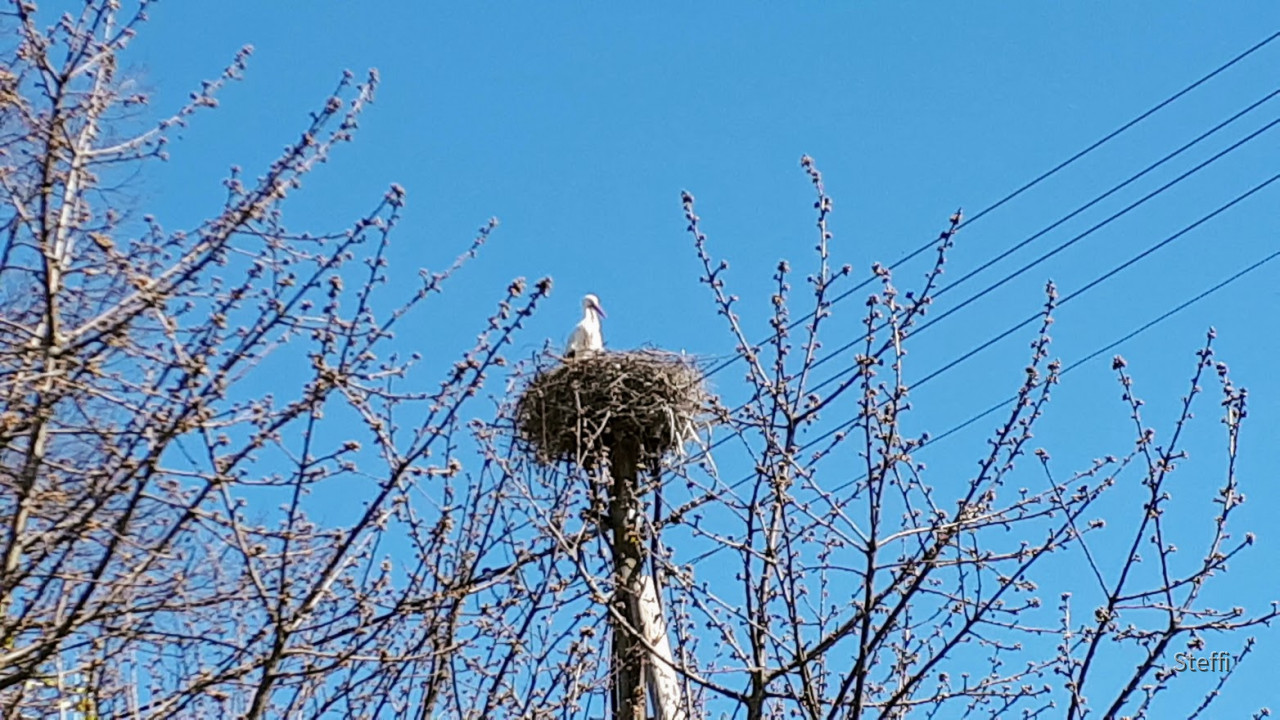 Storch Ittendorf 2021 (2)
