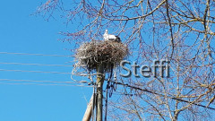 Storch Ittendorf 2021 (4)