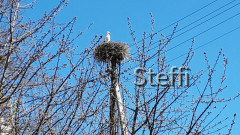 Storch Ittendorf 2021 (1)