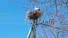 Storch Ittendorf 2021 (3)