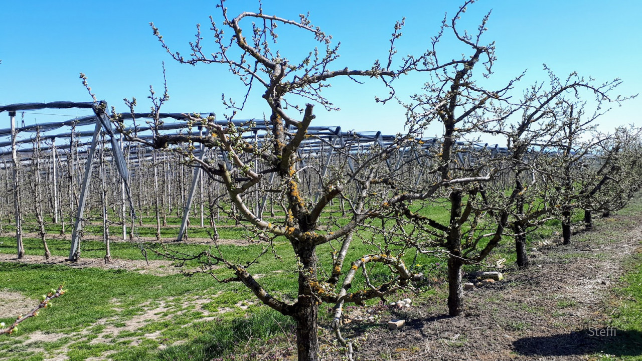 Ostern 2021  (3)