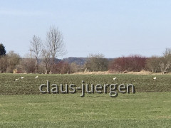 Störche Kirchheim