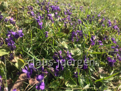 Stephansried Wanderung