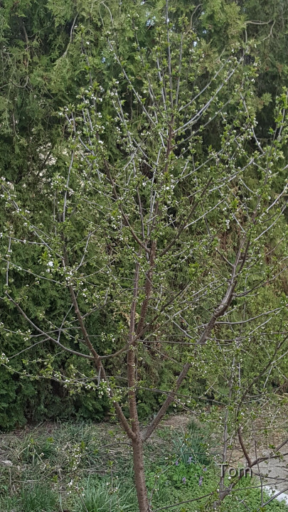 Weichselbaum