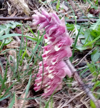 Frühling 2021