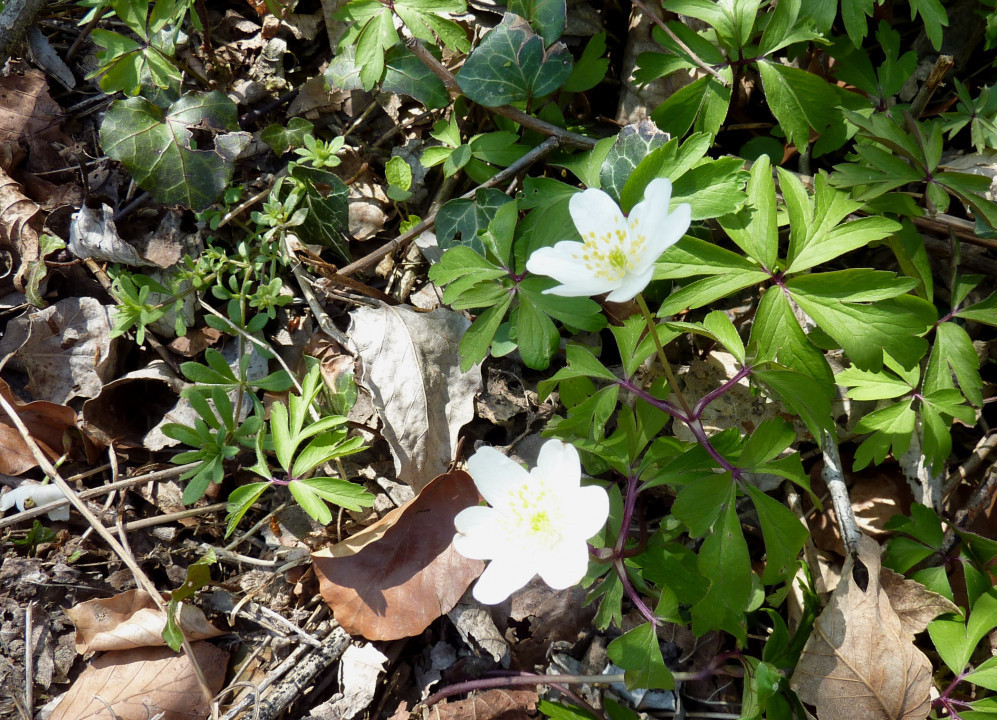 Frühling 2021