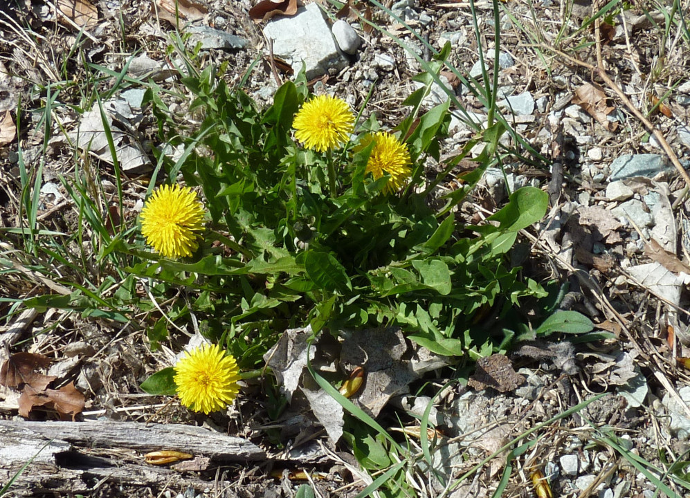Frühling 2021