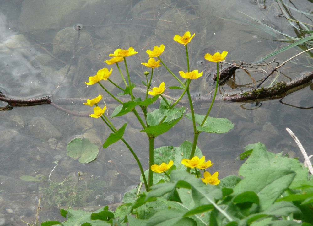 Sumpfdotterblume