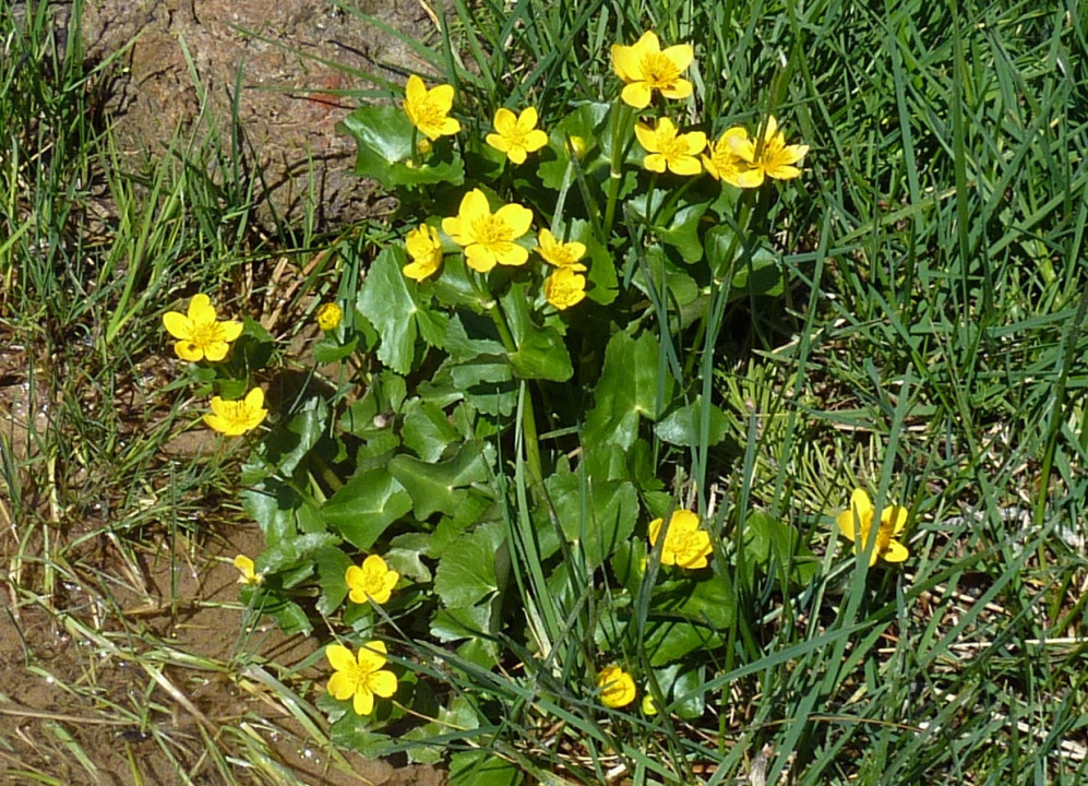 Sumpfdotterblume
