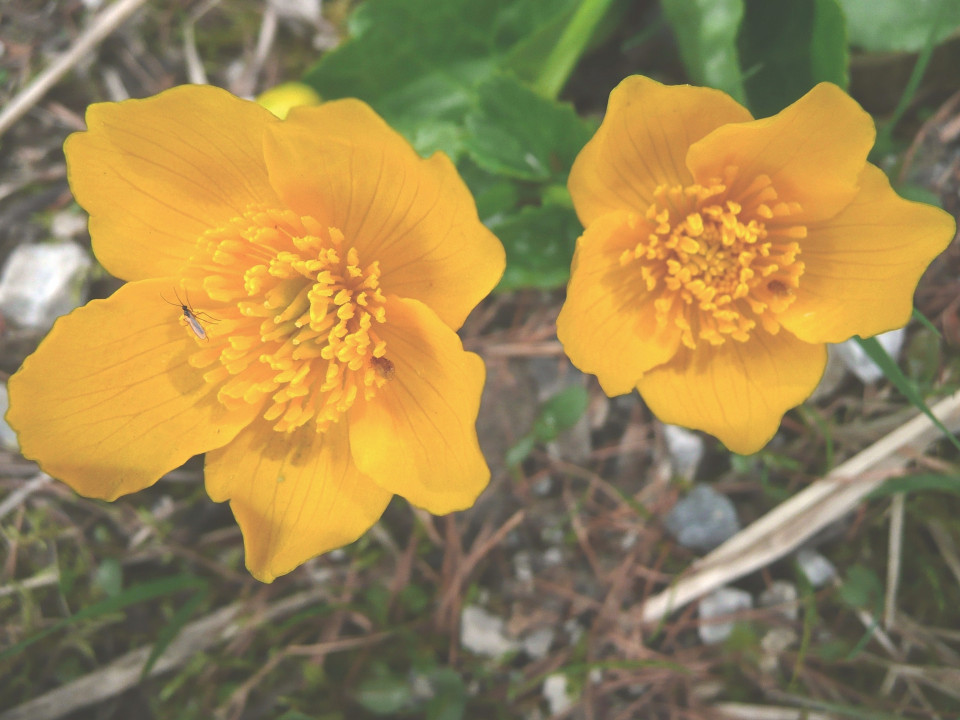 Sumpfdotterblume