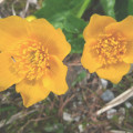 Sumpfdotterblume