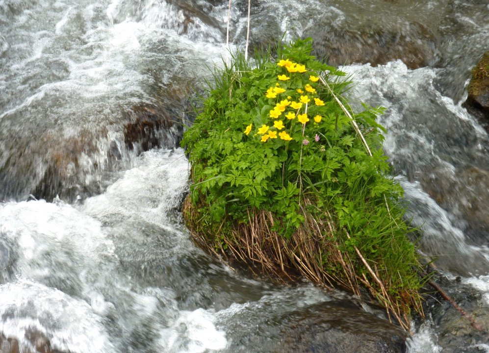 Sumpfdotterblume