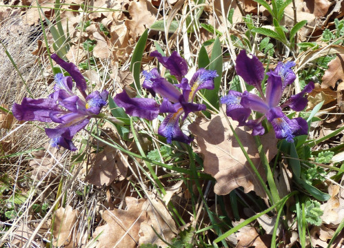 Eichkogel April 21