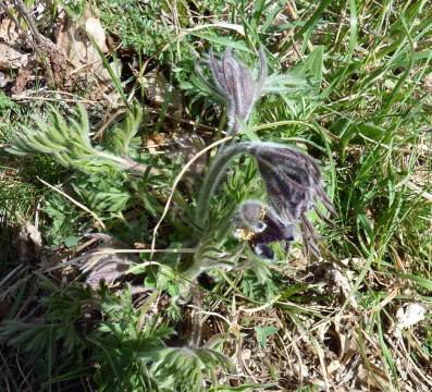 Eichkogel April 21