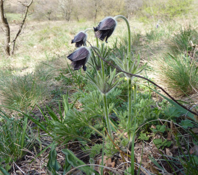 Eichkogel April 21