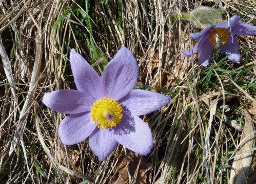 Eichkogel April 21