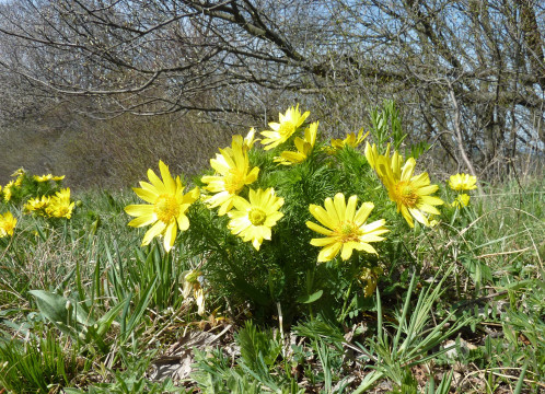 Eichkogel April 21
