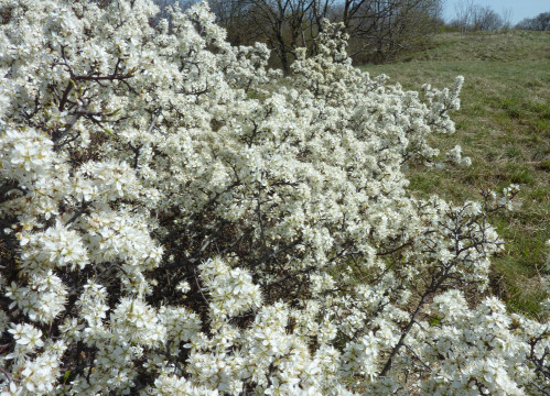 Eichkogel April 21