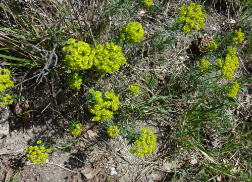 Eichkogel April 21