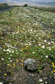 Lanzarote Blütenteppich