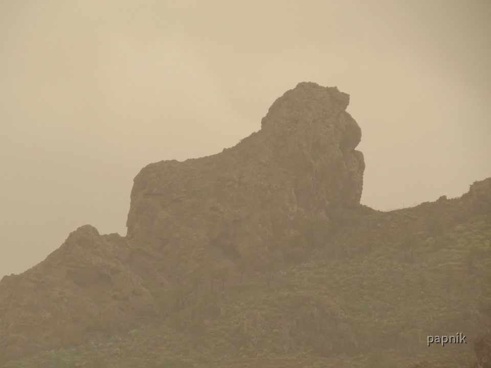 Löwe La Gomera