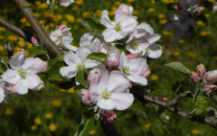 Apfelblüte