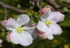 Apfelblüte