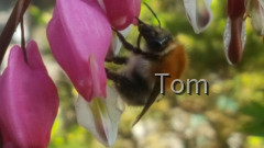 Hummel auf tränendem Herzen