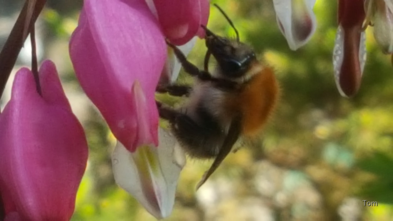 Hummel auf tränendem Herzen