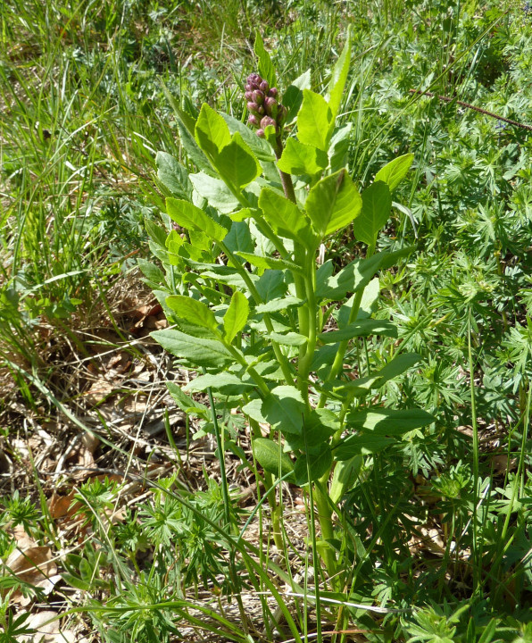 Eichkogel