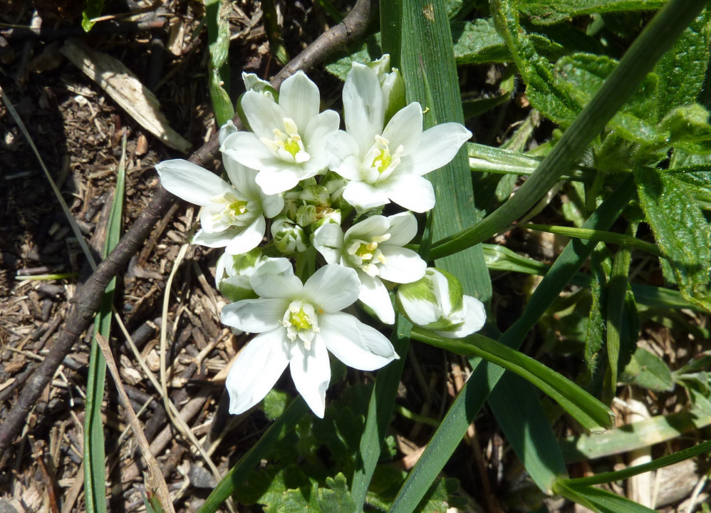 Eichkogel