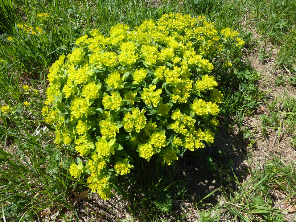 Eichkogel