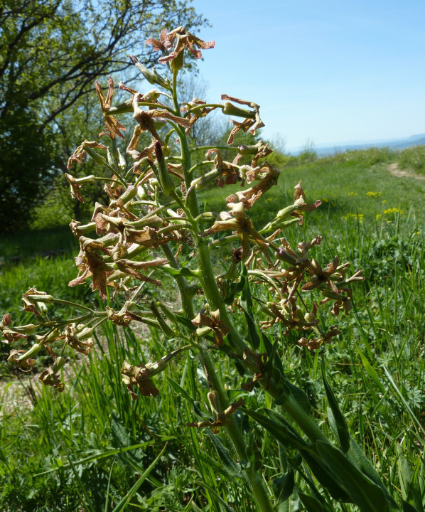 Eichkogel