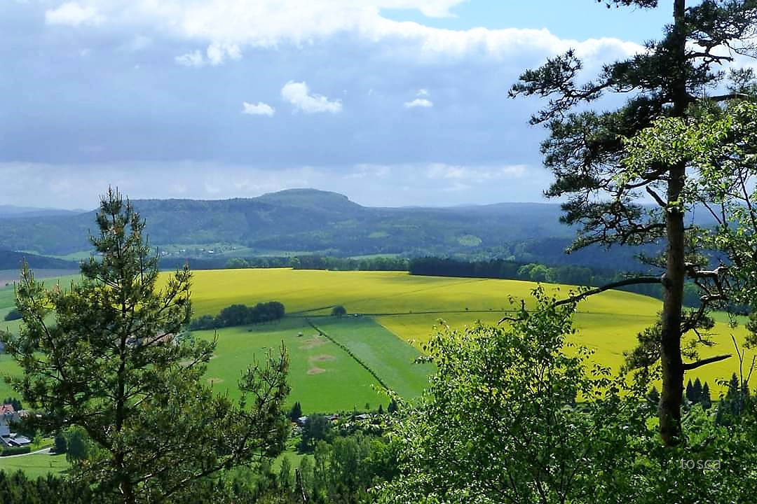 Rapsfelder im Elbsandsteingebirge