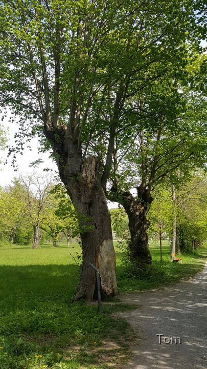 Mannersdorfer Wüste