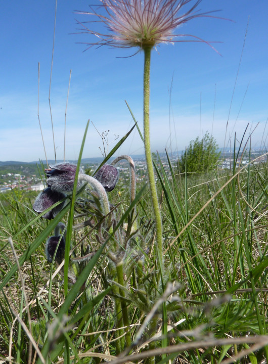 Eichkogel Mai 2021
