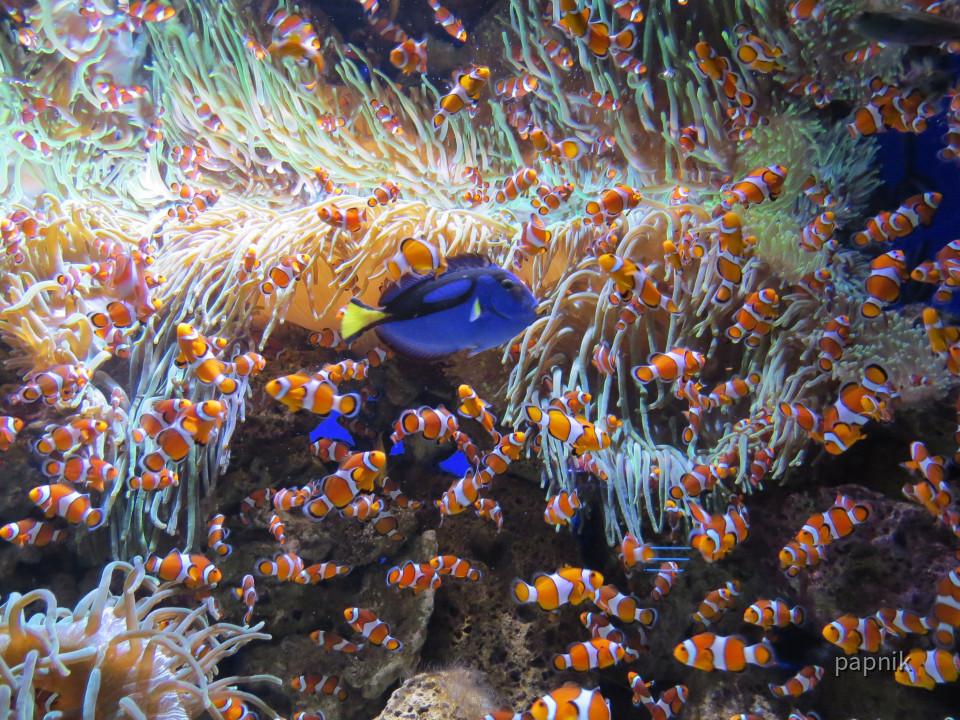 Aquarium Loro Park
