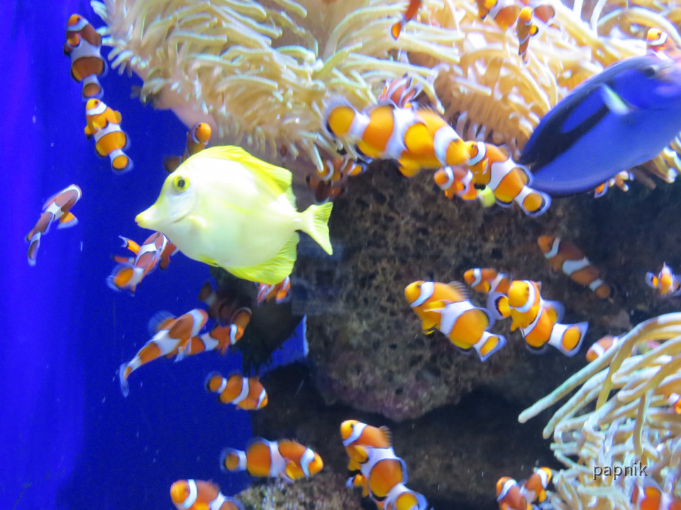Aquarium