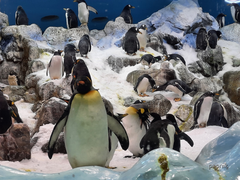 Pinguin Haus