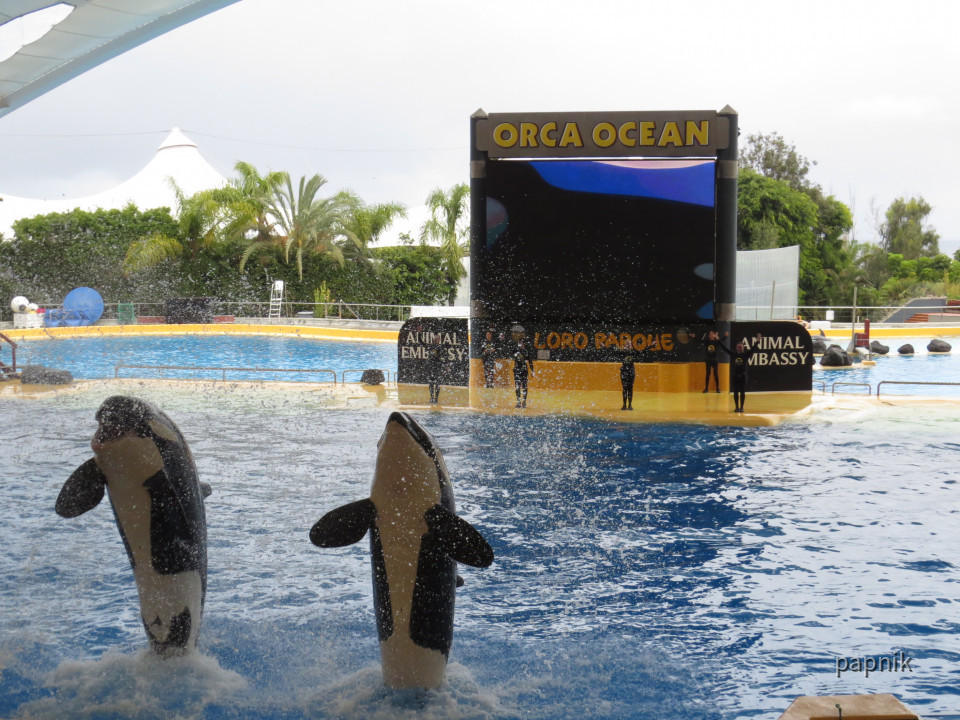 Orca Show