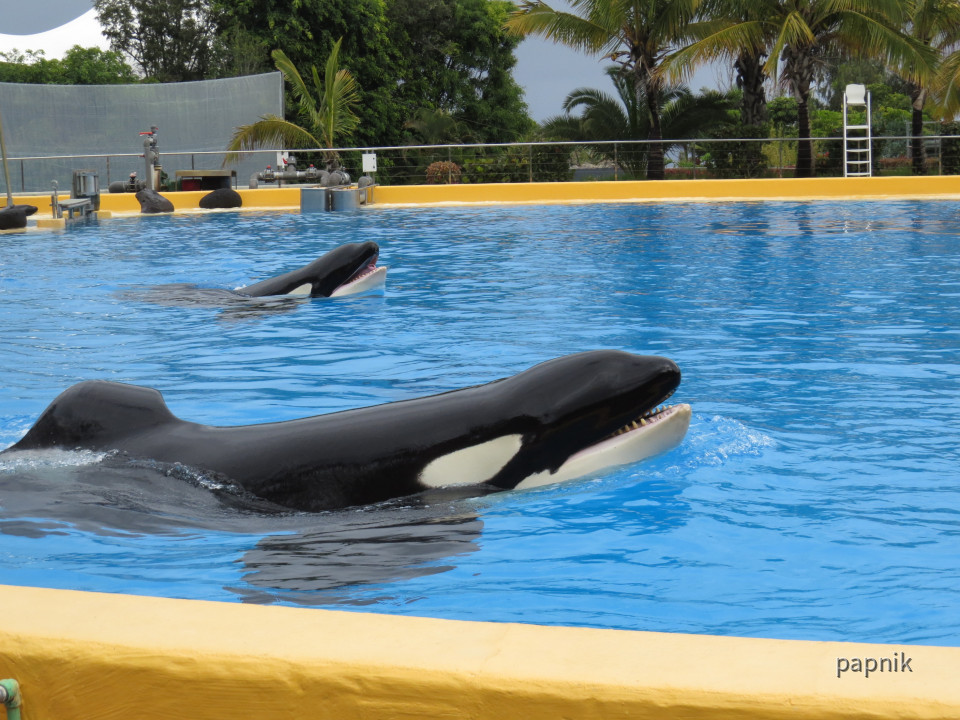 Orcas