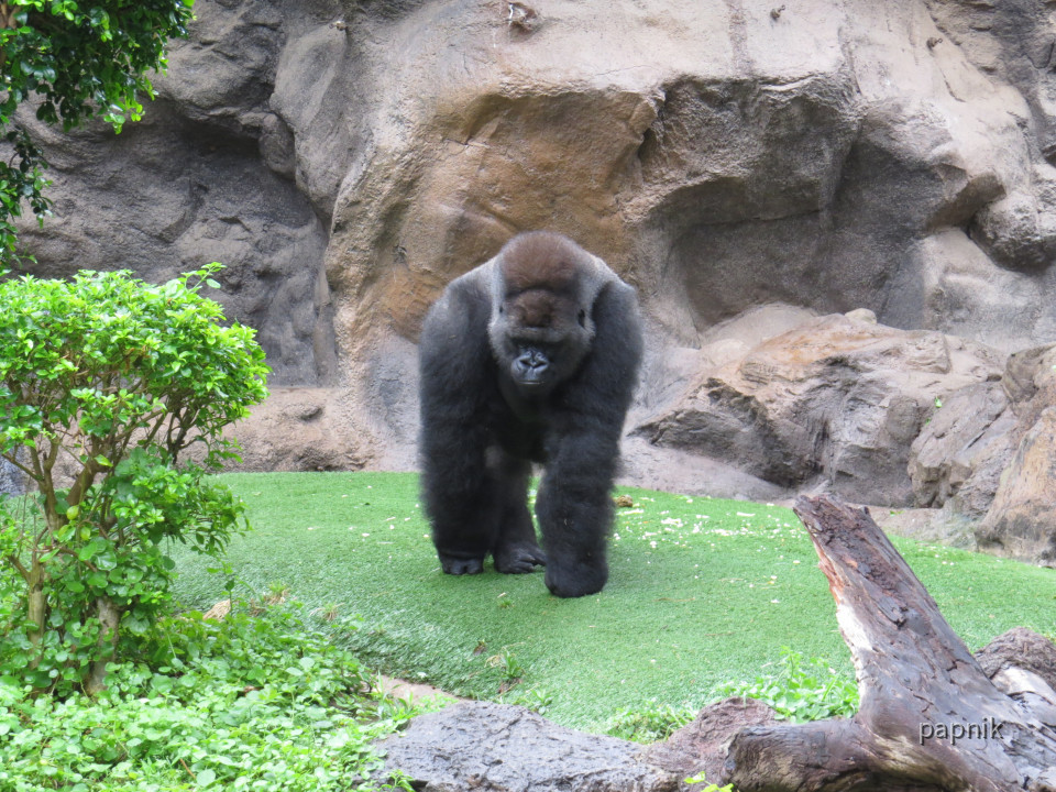 Gorilla Gehege