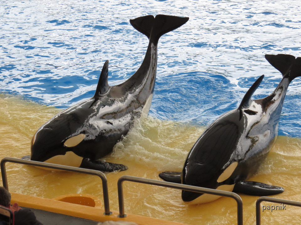 Orca Show