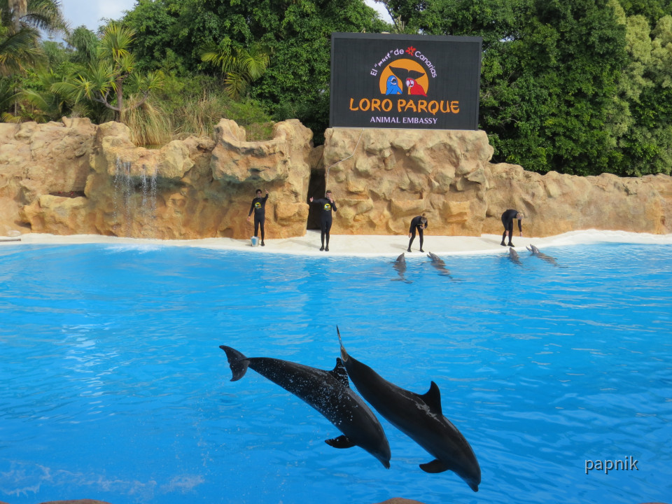 Delphin Show
