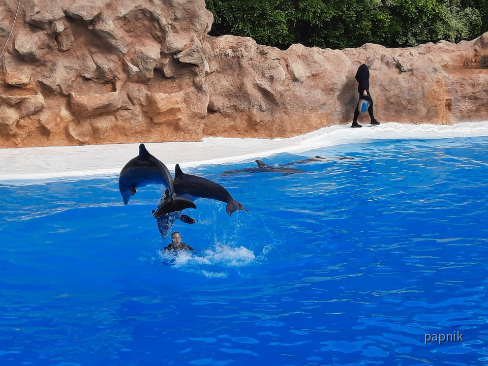Delphin Show