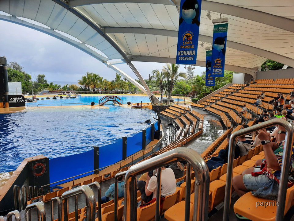 Arena Orca Show