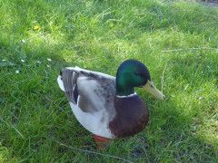 Stockente