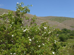2 Camp Stefano (18)